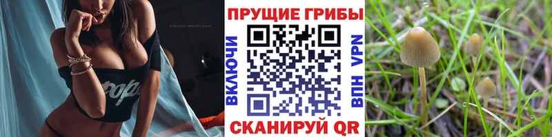 Галлюциногенные грибы Psilocybine cubensis  где найти   Камышин 